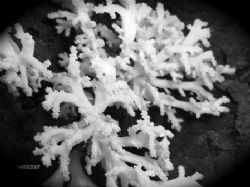 corals,, B/W by Kaj Toivola 